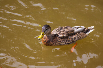 A portrait of a mallard duck
