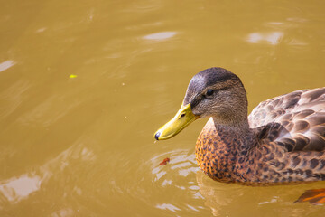 Fototapeta premium A portrait of a mallard duck