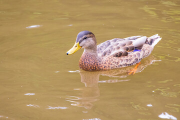 A portrait of a mallard duck