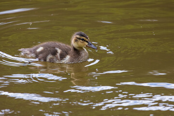 A portrait of a mallard duck