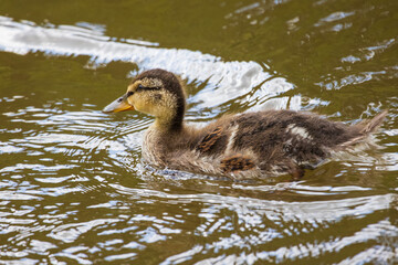 A portrait of a mallard duck