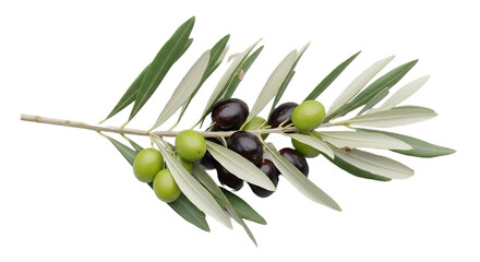 Olive branch with fruit on white transparent background, PNG
