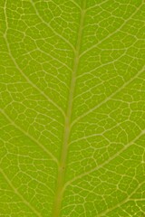 green leaf texture