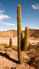 A tall, vibrant saguaro cactus stands majestically against a backdrop of arid desert landscape under a bright, sunny sky.