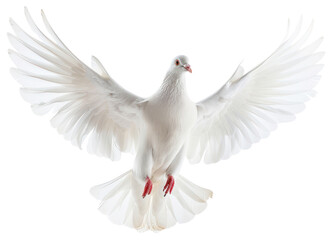 Fototapeta premium PNG White pigeon animal flying bird.