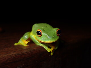 Orange-thighed Tree Frog (Ranoidea xanthomera)