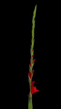 Macro time lapse blooming tall red Gladiolus flower, isolated on pure black background