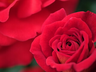 5月に美しく咲いた真紅のバラの花「あやおり」