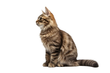 The Curious Cat. White or PNG Transparent Background.