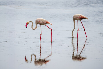 Flamingos forage with heads submerged in a calm, shallow body of water, casting clear reflections on the smooth surface.