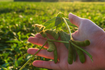 Soybean pods held in hand against a vibrant field during golden hour, showcasing healthy crop...