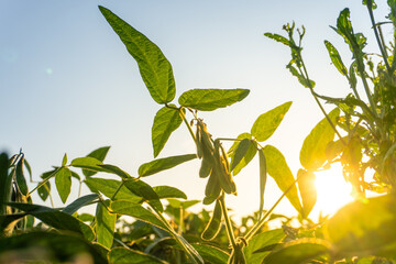Soybean plants basking in sunset light with vibrant leaves and developing pods in a farm field