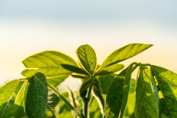 Soybean plants grow in a field under the sunlight at dawn showcasing vibrant green leaves