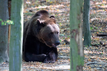 brown bear resting in the forest