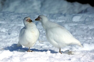 white dove on the snow