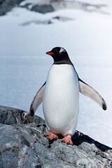 Fototapeta premium Adélie and Gentoo Penguins in Antarctic Snow Landscape – Wildlife Photography
