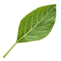 Obraz premium Fresh green amaranth vegetable leaf closeup isolated on a transparent background png