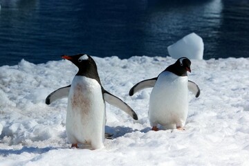 Fototapeta premium Adélie and Gentoo Penguins in Antarctic Snow Landscape – Wildlife Photography