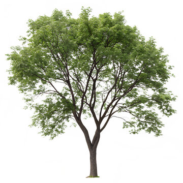 Beautiful Amur cork tree with lush foliage isolated on a transparent background png