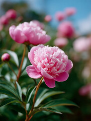 Fototapeta premium Pink peonies blooming in a garden with a blue sky background.