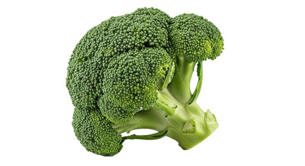Broccoli floret, green and fresh on white transparent background, PNG