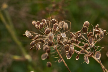 Close-up of mature dried dill seeds on umbellate inflorescences in the garden. Natural texture, brown seeds and a blurred green background.