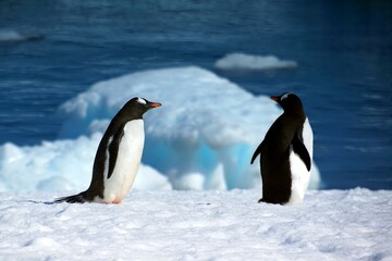 Adélie and Gentoo Penguins in Antarctic Snow Landscape – Wildlife Photography