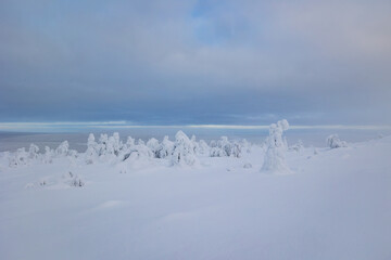 winter landscape with snow