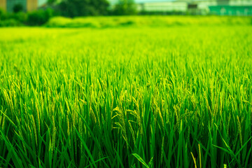 Rice. A large area of rice seedlings growing in the fields of Korea.