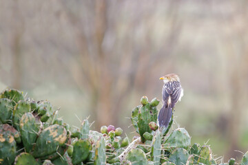 Guira Cuckoo (Guira guira) perched on a cactus.