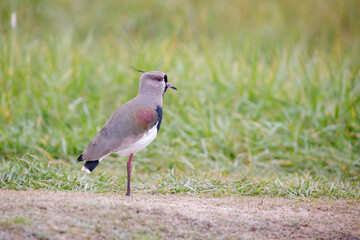 Southern Lapwing (Vanellus chilensis) standing on the ground.