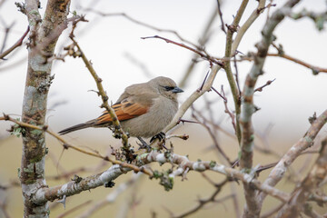 Grayish baywind (Agelaioides badius) perched on a branch.