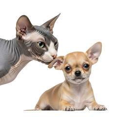 Obraz premium A charcoal grey sphynx cat with emerald eyes gently nuzzles a light fawn chihuahua puppy on a transparent studio background, close-up portrait. Concept of unique interspecies companionship