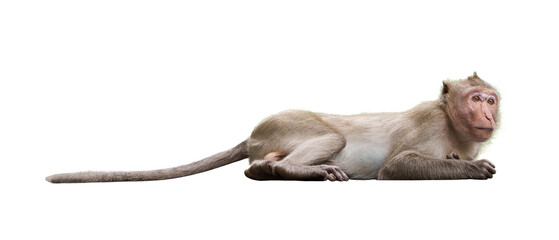 Obraz premium Portrait, Full body side view of a brown monkey or Macaca, sleepy is resting, It is in a crouched position, eyes staring at something. Isolated on white background with clipping path and transparent.