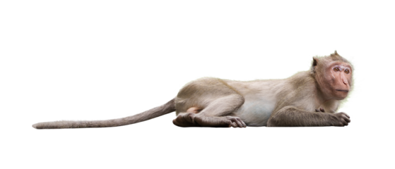 Portrait, Full body side view of a brown monkey or Macaca, sleepy is resting, It is in a crouched position, eyes staring at something. Isolated on white background with clipping path and transparent.