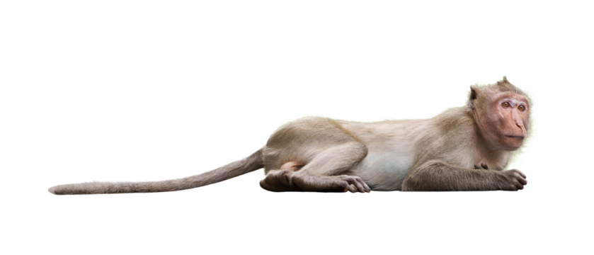 Portrait, Full body side view of a brown monkey or Macaca, sleepy is resting, It is in a crouched position, eyes staring at something. Isolated on white background with clipping path and transparent.