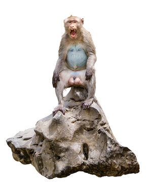 Front view, Brown male Monkey or Macaca, leader sitting on a rock, it bark , threatening, asserting its authority, Ready to fight. Isolated on white background with clipping path and transparent