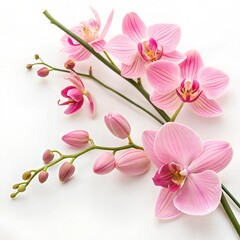 Fototapeta premium Delicate Pink Orchid Blossom on White Background 