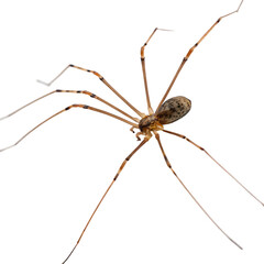 A daddy long legs spider with very thin legs isolated on a transparent background png