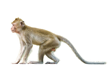 Portrait, Full body side view of a brown monkey or Macaca, standing position looked alone, staring at something. Material for creative. Isolated on white background with clipping path and transparent. © sompao