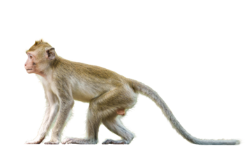 Portrait, Full body side view of a brown monkey or Macaca, standing position looked alone, staring at something. Material for creative. Isolated on white background with clipping path and transparent.