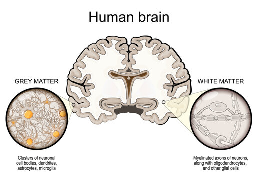 Human brain anatomy. Grey matter and White matter.