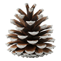 Pine cone isolated on transparent background