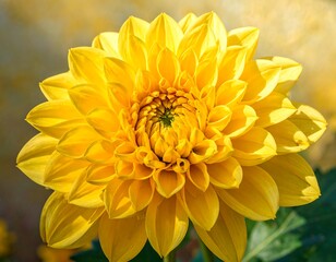 Fototapeta premium A vibrant yellow dahlia flower, showcasing intricate details and delicate petals in a close-up macro shot.