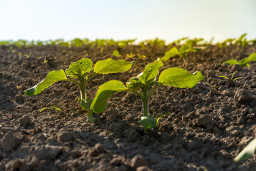Sprouts emerging from rich soil under bright sunlight in a rural garden area