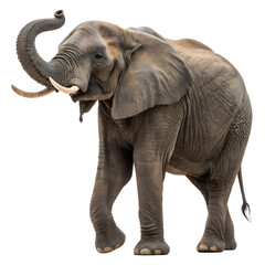Obraz premium A large African elephant with big ears isolated on a transparent background png