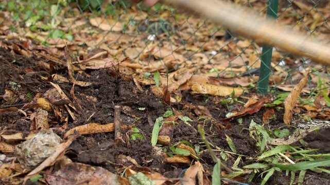 Person Digging Soil In A Yard Using A Pick Mattock. Close-up Shot
