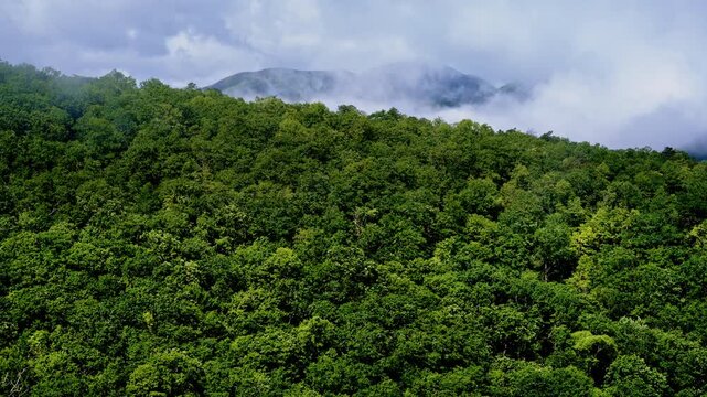 Drone shot of fog drifting across the Smoky Mountains.