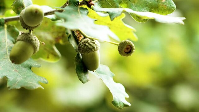 Summer green oak acorns close-up in forest among foliage of trees