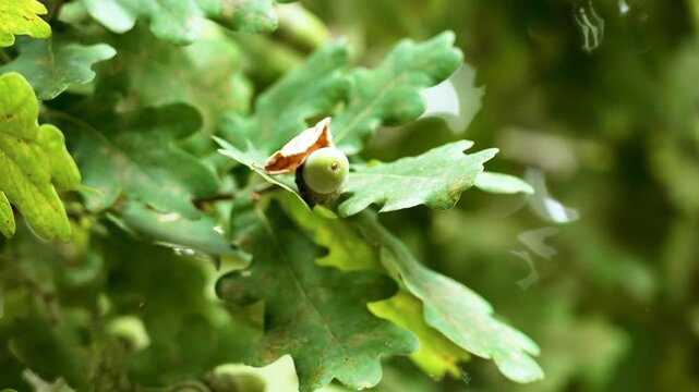 Single green oak acorn in summer woodland among lush tree foliage close-up